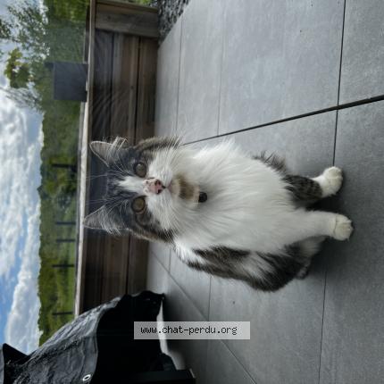 Photo de chat trouvé à Fontoy