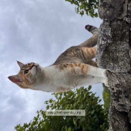 Photo de chat trouvé à Millery
