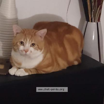 Photo 1/3 Chat retrouvé Perdu à Neuilly Plaisance