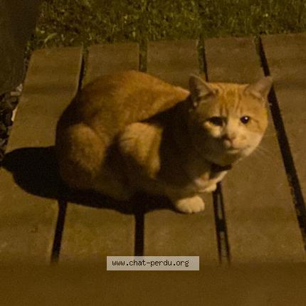 Photo 3/3 Chat retrouvé Perdu à Neuilly Plaisance