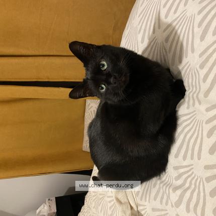 Photo de chat perdu à Vandoeuvre Les Nancy