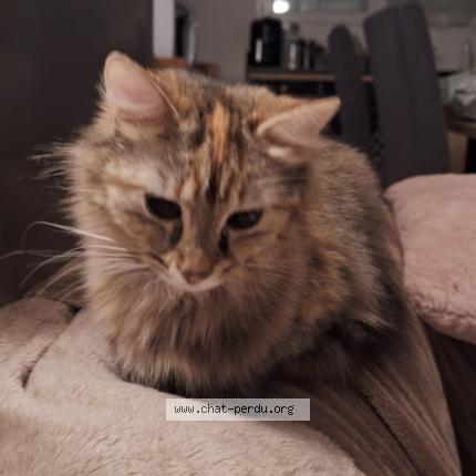 Photo de chat perdu à Pontchateau