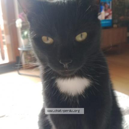 Photo 1/1 Lenny Chat perdu à Lantriac