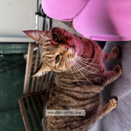 Photo de chat perdu à Sevran