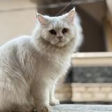 Photo de chat perdu à Karachi