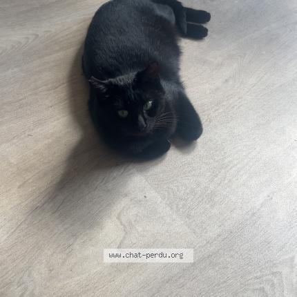 Photo 1/1 Chat retrouvé Perdu à Le Theil