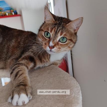 Photo de chat perdu à St Cyr Sur Loire