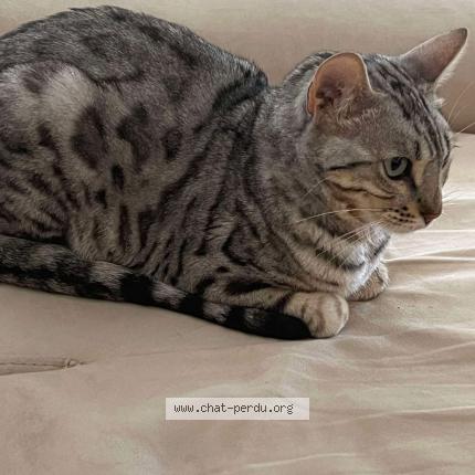 Photo de chat perdu à Seyssins