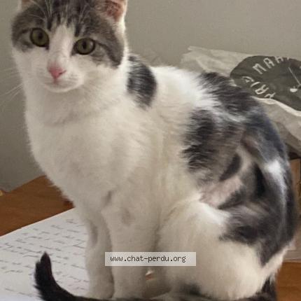 Photo 1/1 Chacha Chat perdu à Paris