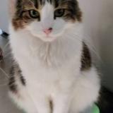 Photo de chat perdu à Melbourne