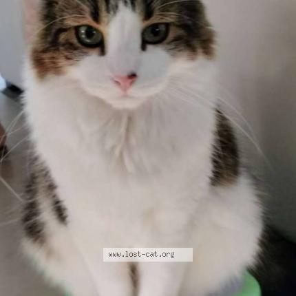 Photo 1/1 Skye Chat perdu à Melbourne