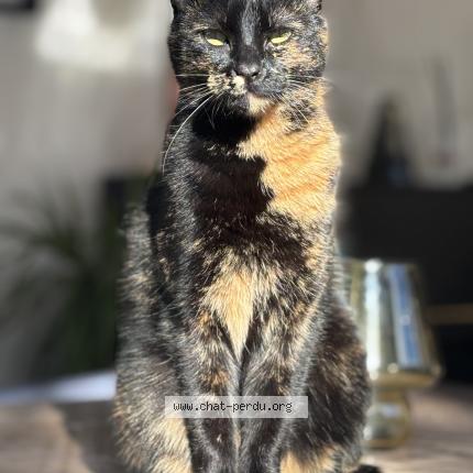 Photo de chat perdu à Luynes