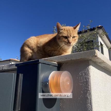 Photo 1/1 Jack Chat perdu à Meyrargues