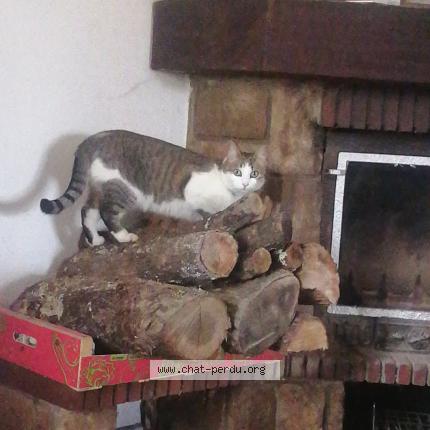 Photo 1/1 Jasmine Chat perdu à Larra