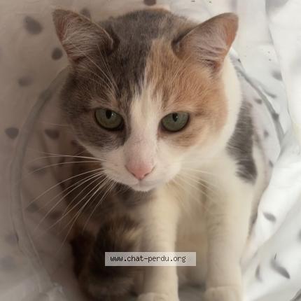 Photo de chat perdu à Villeperdue