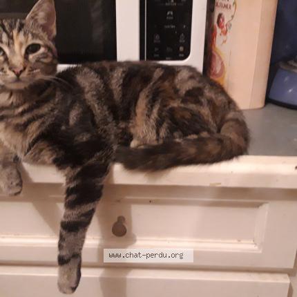 Photo 1/1 Vodka Chat perdu à Val au perche