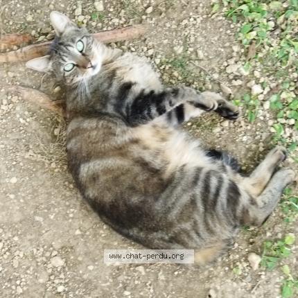Photo 1/1 SPEEDIE Chat perdu à Perigny