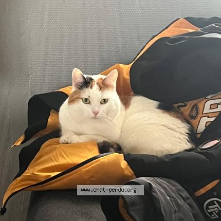 Photo 1/1 Praline Chat perdu à Charleville mezieres