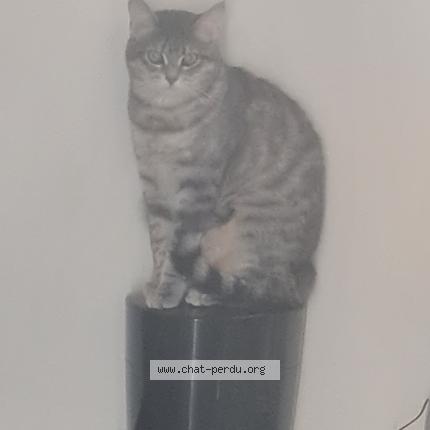 Photo 1/1 Chat retrouvé Perdu à Serqueux