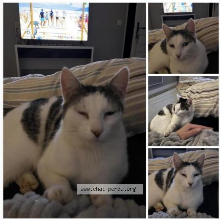 Photo de chat perdu à Sarry