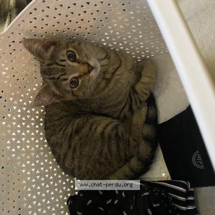 Photo 1/1 Chat retrouvé Perdu à Boudou
