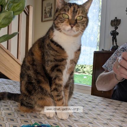 Photo 1/1 Chat retrouvé Perdu à Ferrieres En Brie