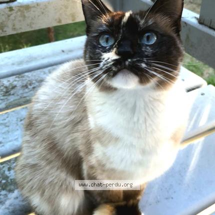 Photo 1/1 Coco Chat perdu à Nantes