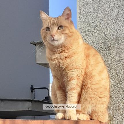 Photo de chat perdu à Saint Jacques De La Lande