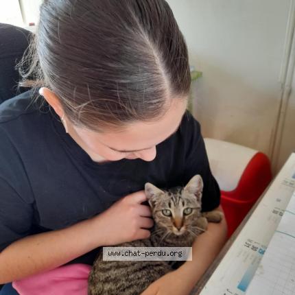 Photo 1/1 TIGROU Chat perdu à Bernin