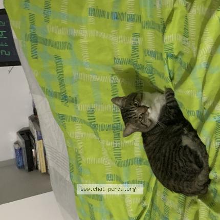 Photo de chat perdu à Trelaze