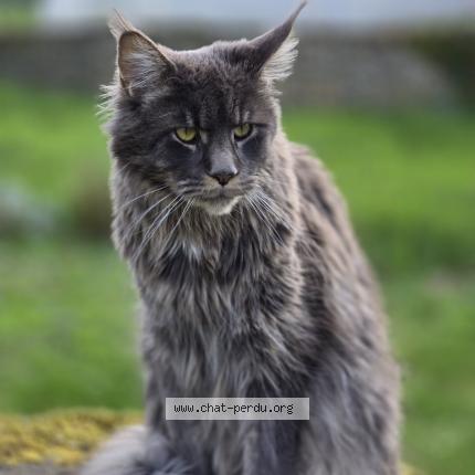 Photo 1/1 BIGGIE Chat perdu à Montfort le gesnois