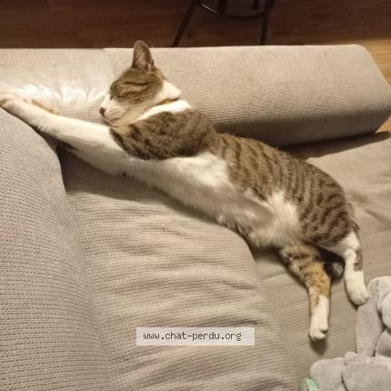 Photo 1/1 Pika Chat perdu à Guilly