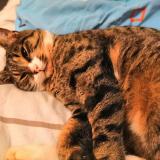 Photo de chat perdu à Richebourg