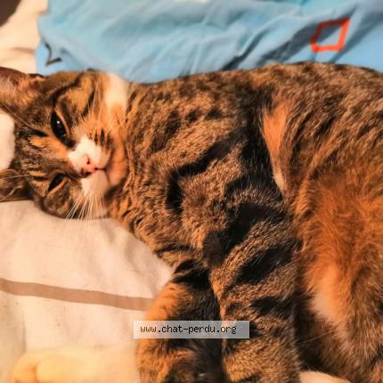 Photo 1/1 Chat retrouvé Perdu à Richebourg