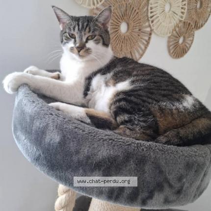 Photo 1/1 Mimine Chat perdu à Cambrai