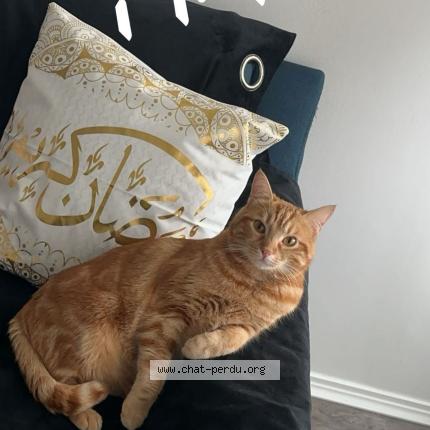 Photo 1/1 Twix tigro Chat perdu à Vitry sur seine