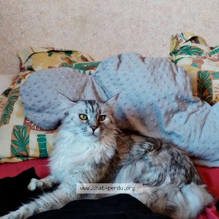 Photo 1/1 Griselda Brebion Chat perdu à Chemille en anjou chemille mela