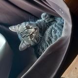 Photo de chat perdu à Mantes La Jolie