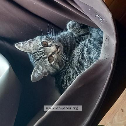 Photo 1/1 Chat retrouvé Perdu à Mantes la jolie