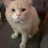 Photo de chat perdu à Chennai