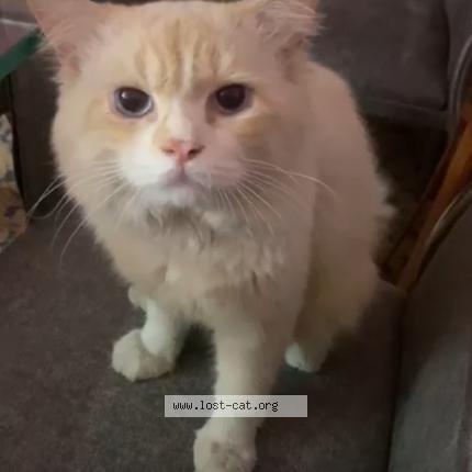 Photo 1/1 Peter Chat perdu à Chennai