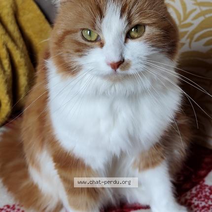Photo de chat perdu à La Faute Sur Mer