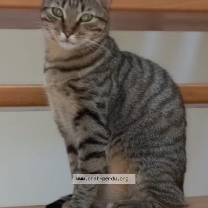 Photo 1/1 TCHOUPA Chat perdu à Saint etienne de montluc