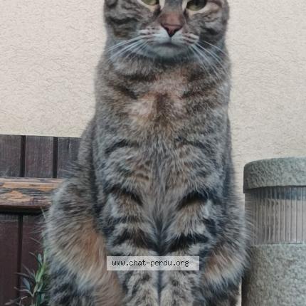 Photo 1/1 Samantha Chat perdu à Jouy le moutier