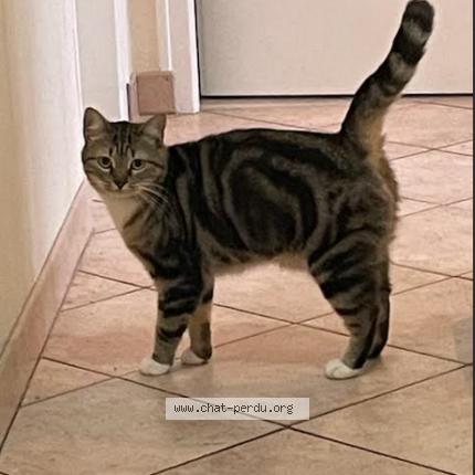 Photo 1/1 PRUNELLE Chat perdu à Saint ouen de thouberville