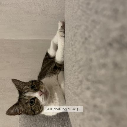 Photo 1/1 Mallow Chat perdu à Sainte maure de touraine