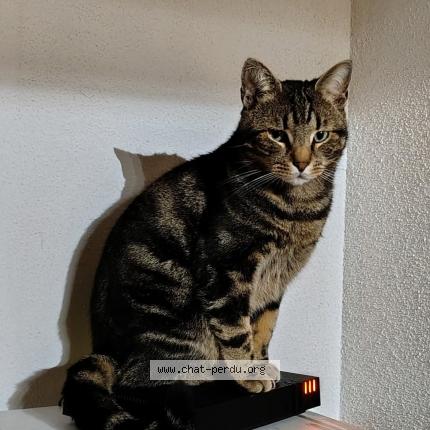 Photo de chat perdu à Schiltigheim