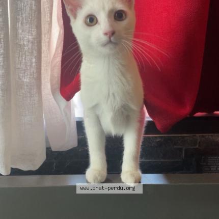 Photo 1/1 Poupou Chat perdu à Villeparisis