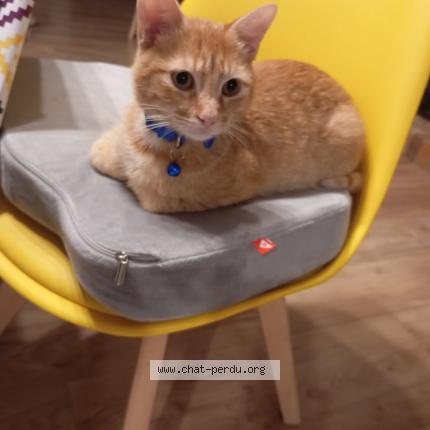 Photo 1/1 Yoshi Chat perdu à Guilly
