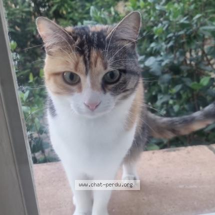 Photo 1/1 Molly Chat perdu à Carqueiranne